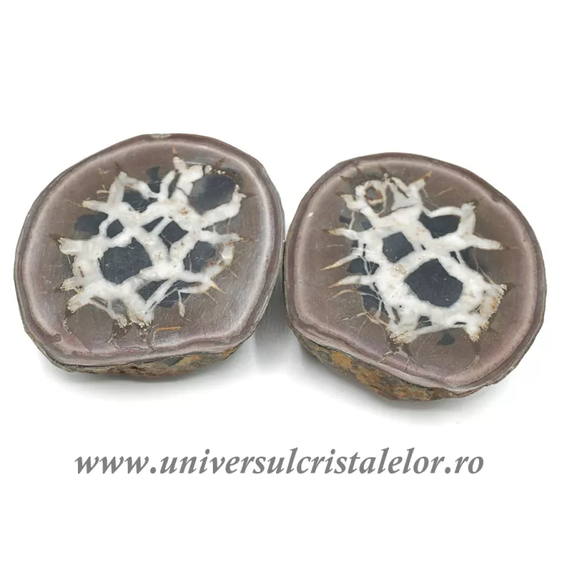 Septaria pereche Septaria pereche