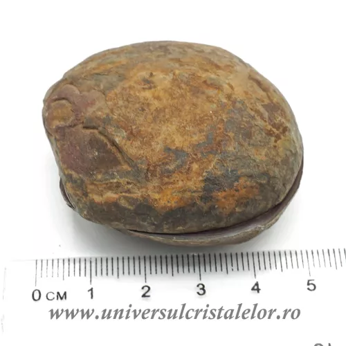 Septaria pereche Septaria pereche