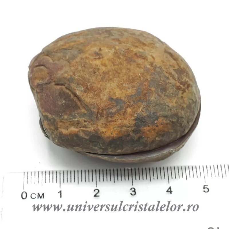 Septaria pereche Septaria pereche