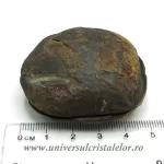 Septaria pereche Septaria pereche