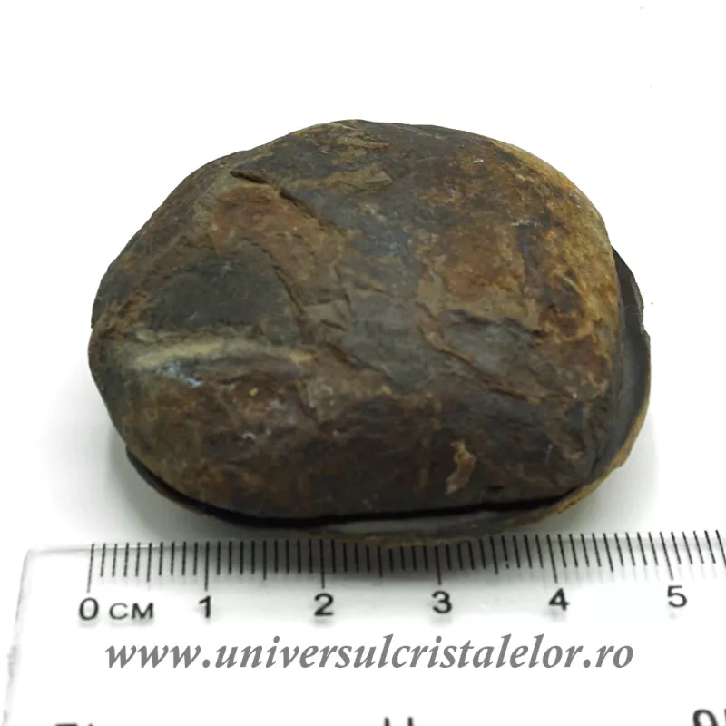 Septaria pereche Septaria pereche
