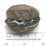 Septaria pereche Septaria pereche