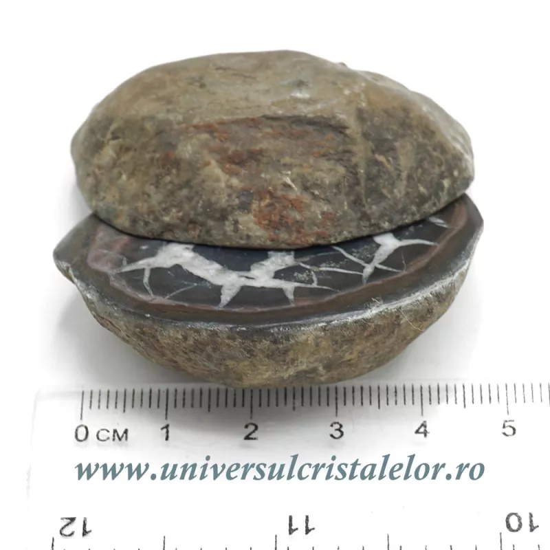 Septaria pereche Septaria pereche