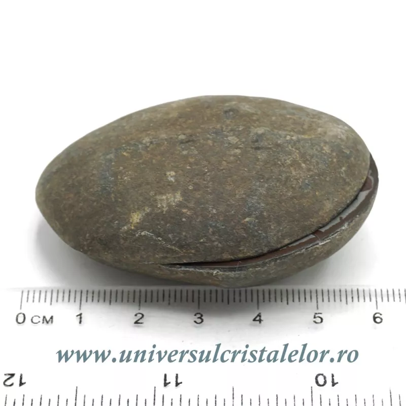 Septaria pereche Septaria pereche