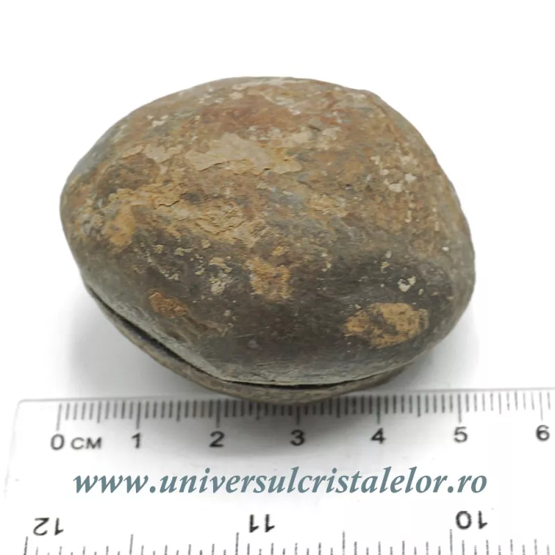 Septaria pereche Septaria pereche