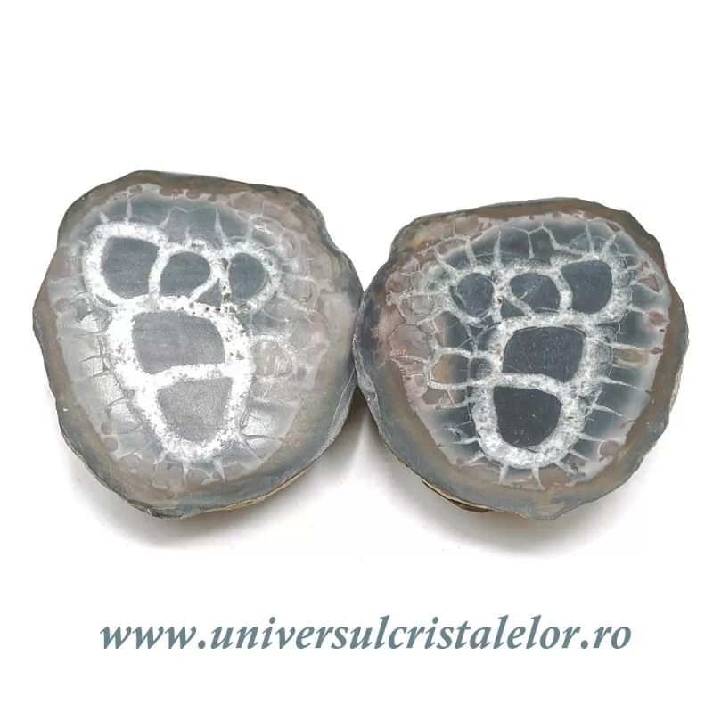 Septaria pereche Septaria pereche