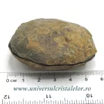 Septaria pereche Septaria pereche