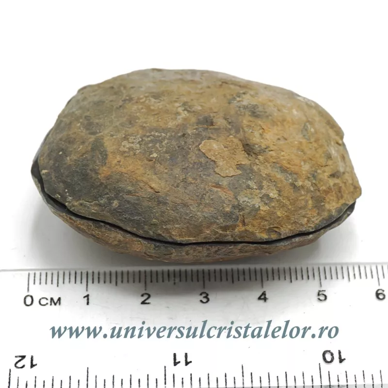 Septaria pereche Septaria pereche