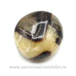 Septaria polisata Septaria polisata
