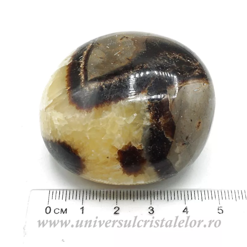 Septaria polisata Septaria polisata