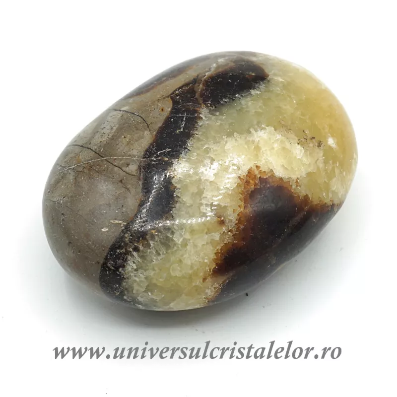 Septaria polisata Septaria polisata