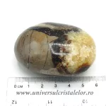 Septaria polisata Septaria polisata