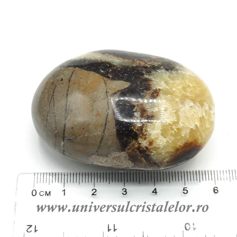 Septaria polisata Septaria polisata