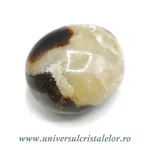 Septaria polisata Septaria polisata