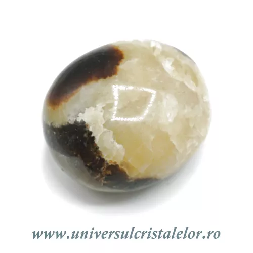 Septaria polisata  Septaria polisata