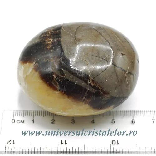 Septaria polisata  Septaria polisata