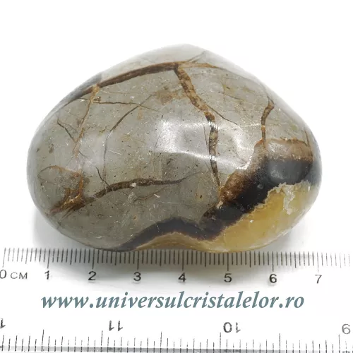 Inima septaria Inima septaria