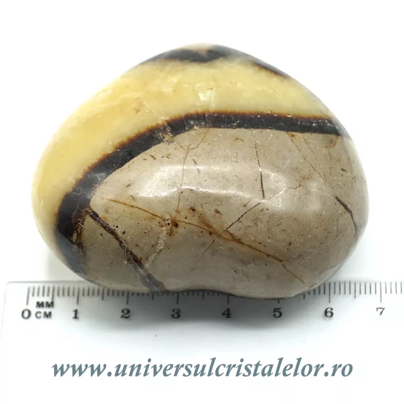 Inima septaria Inima septaria