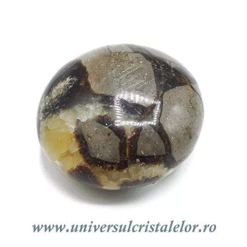 Septaria polisata  Septaria polisata