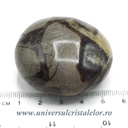 Septaria polisata  Septaria polisata