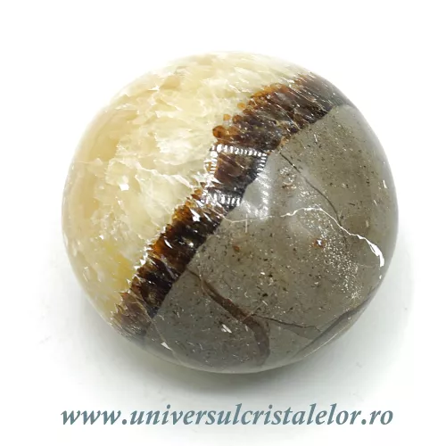 Septaria polisata Septaria polisata