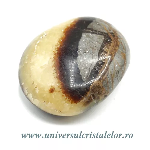 Septaria polisata Septaria polisata