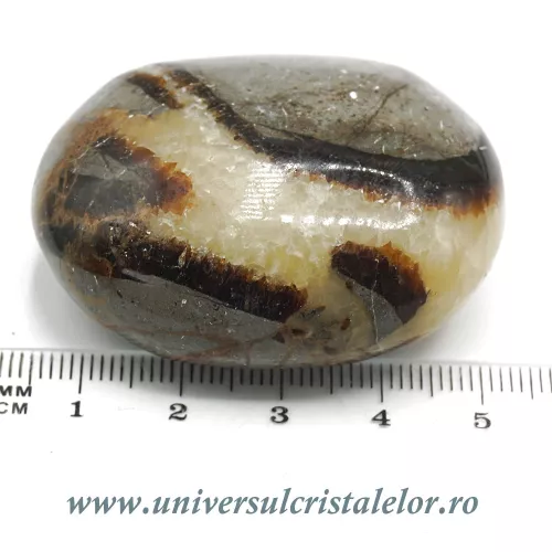 Septaria polisata Septaria polisata