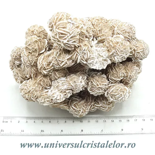 Trandafirul desertului  Trandafirul desertului