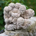 Trandafirul desertului