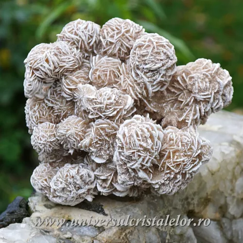 Trandafirul desertului 