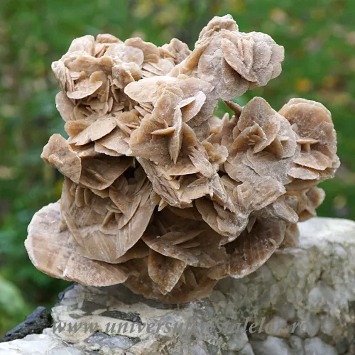 Trandafirul desertului 