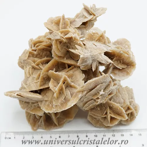 Trandafirul desertului 