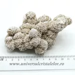 Trandafirul desertului