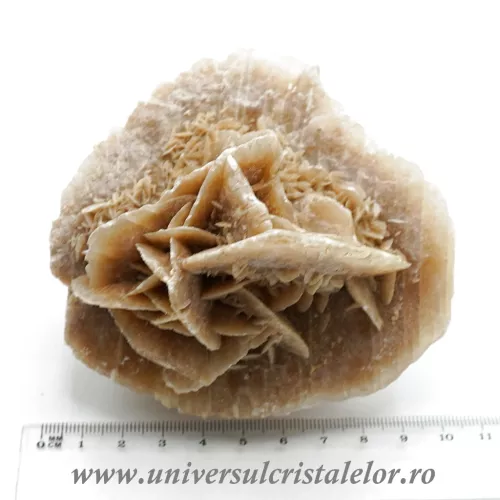 Trandafirul desertului 