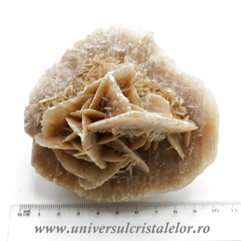 Trandafirul desertului