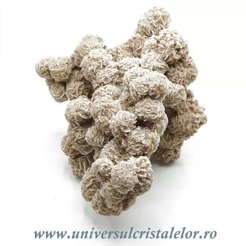 Trandafirul desertului Trandafirul desertului