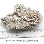 Trandafirul desertului Trandafirul desertului
