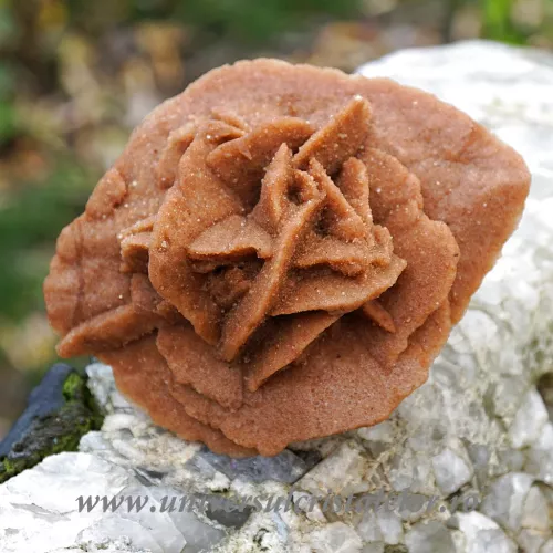 Trandafirul desertului 