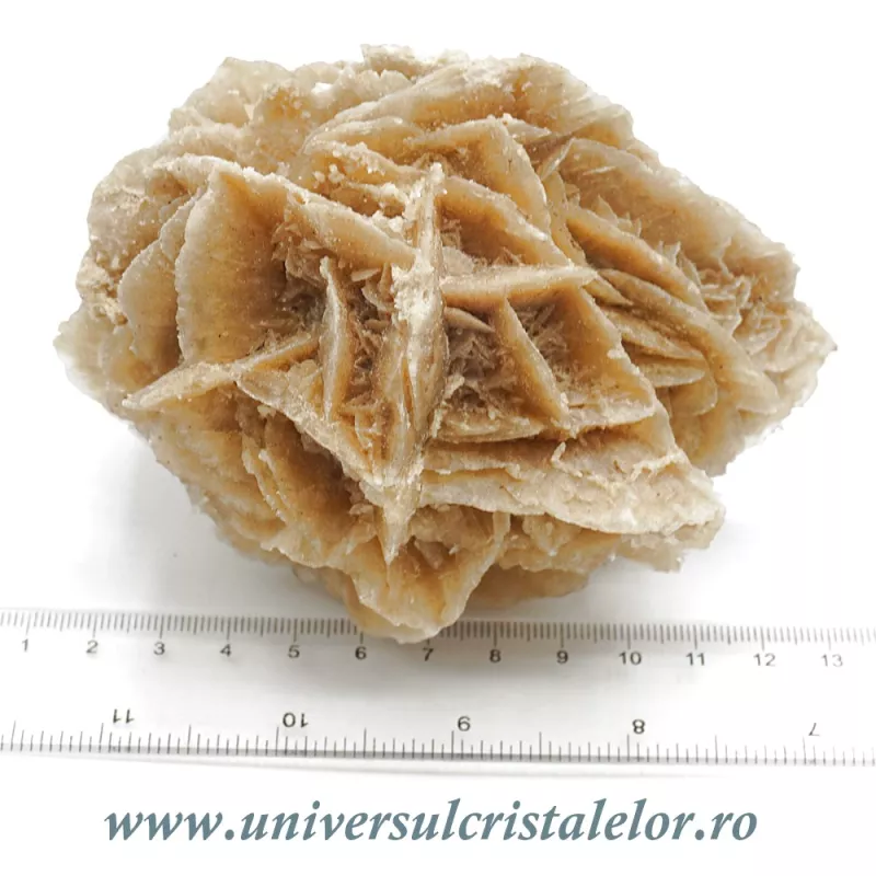 Trandafirul desertului Trandafirul desertului