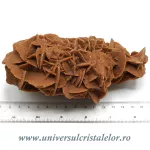 Trandafirul desertului Trandafirul desertului