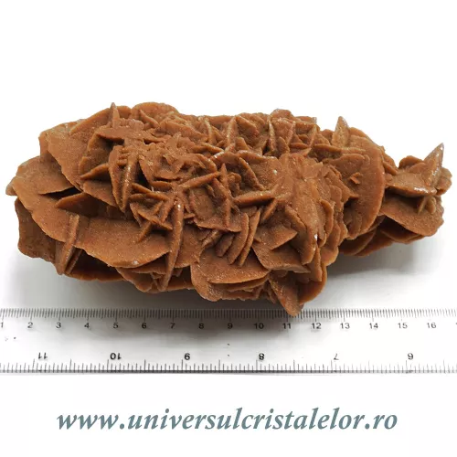 Trandafirul desertului  Trandafirul desertului