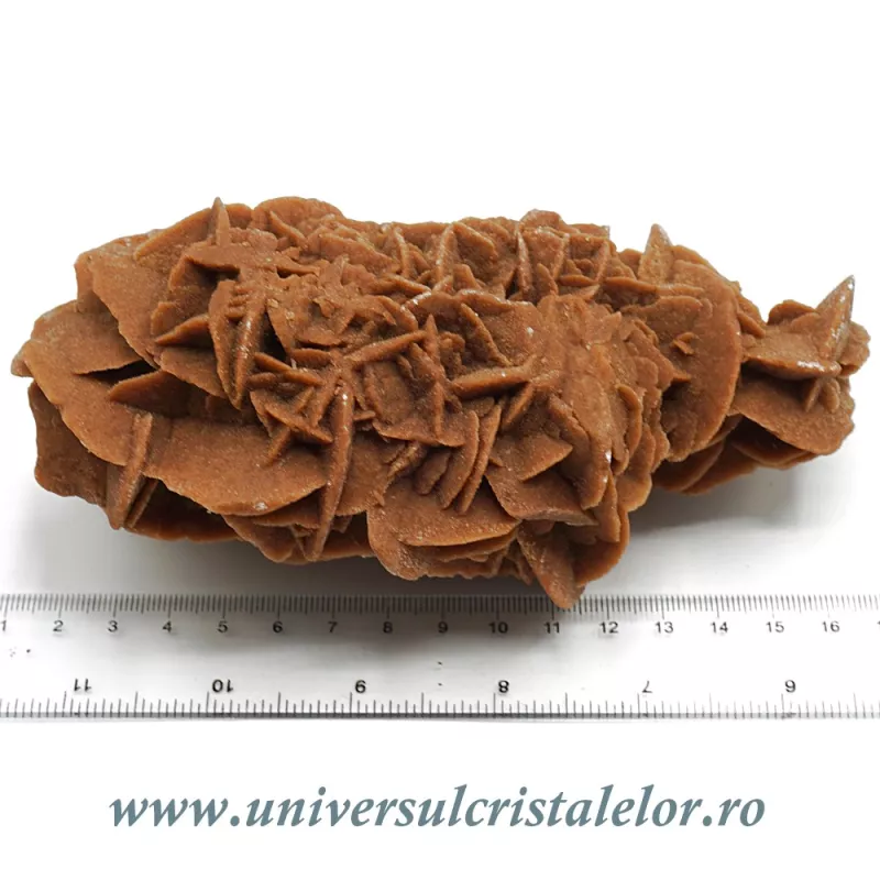 Trandafirul desertului Trandafirul desertului