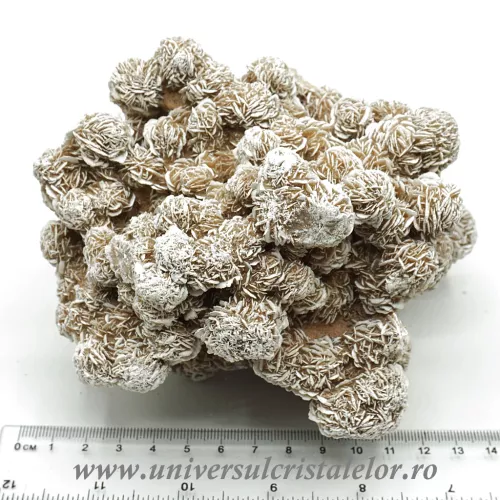 Trandafirul desertului  Trandafirul desertului