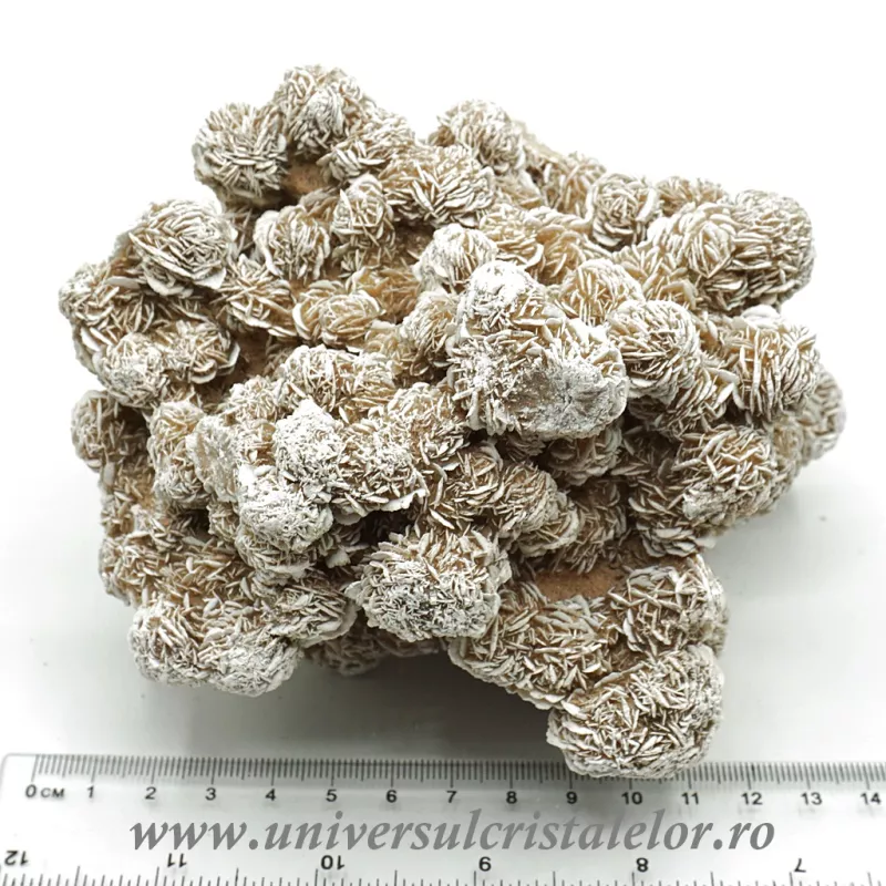 Trandafirul desertului Trandafirul desertului