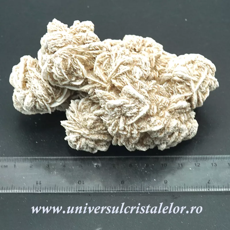 Trandafirul desertului Trandafirul desertului