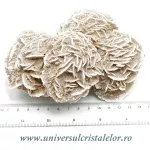 Trandafirul desertului Trandafirul desertului