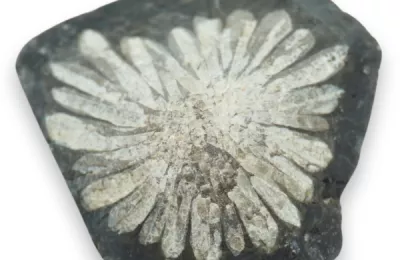 Piatra crizantema