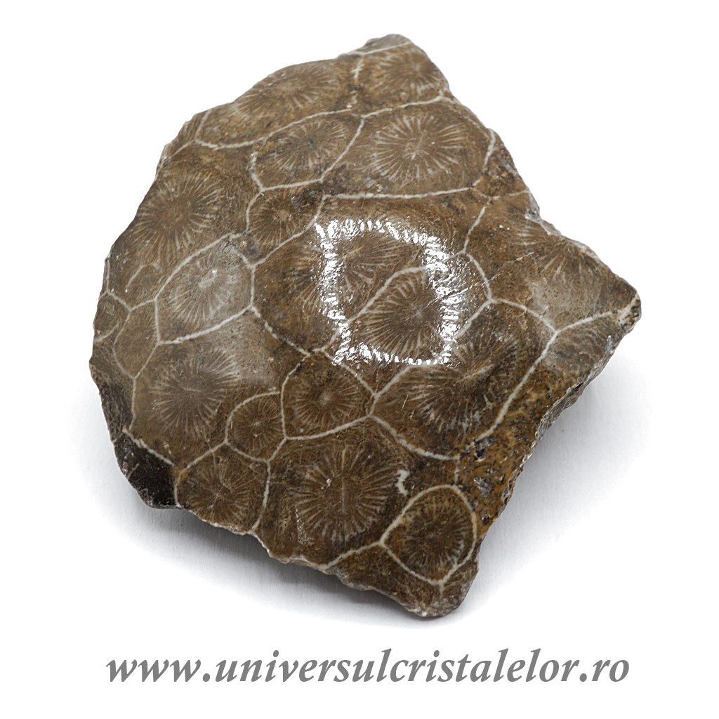Coral fosilizat