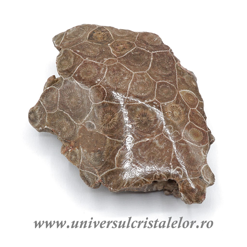 Wall & Ceiling Tile Coral