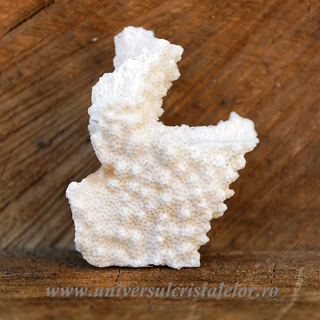 Wall Patching Compounds & Plaster Coral
